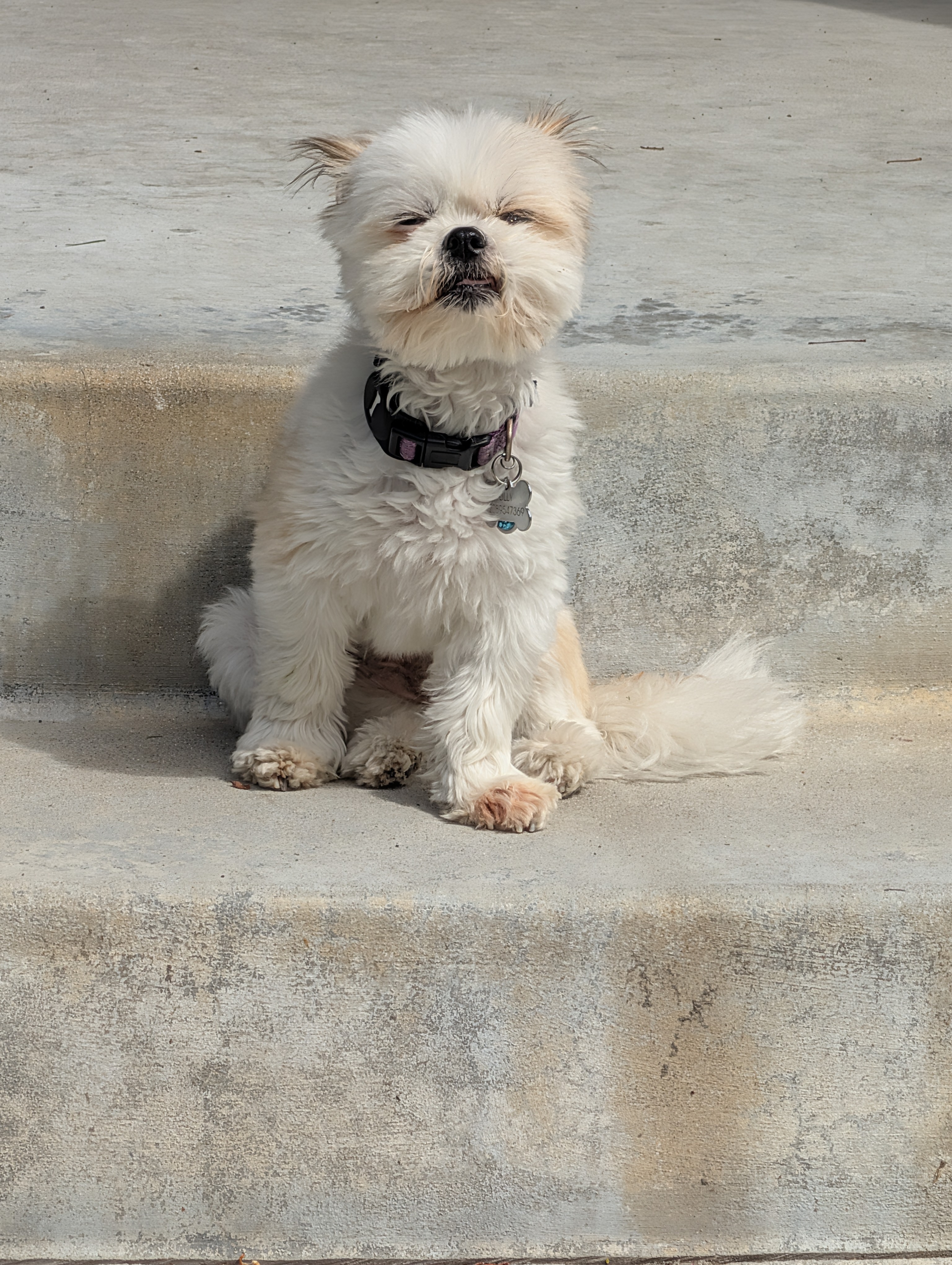 A beautiful dawg